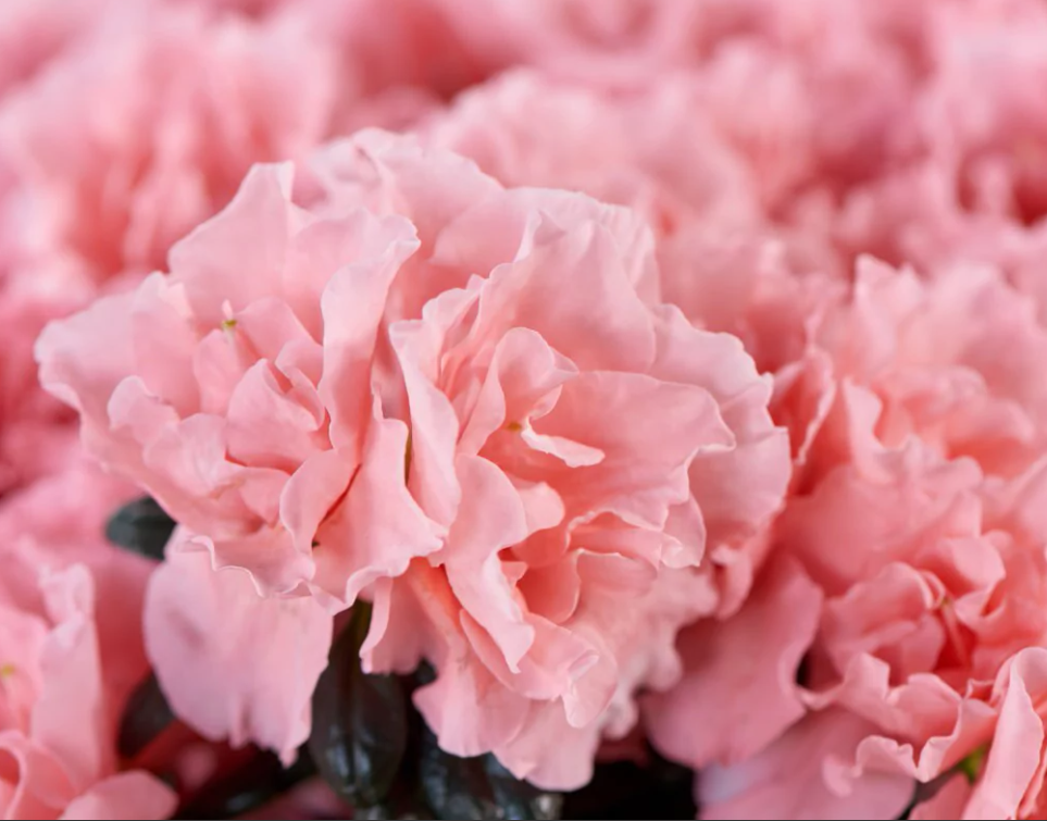 Rhododendron 