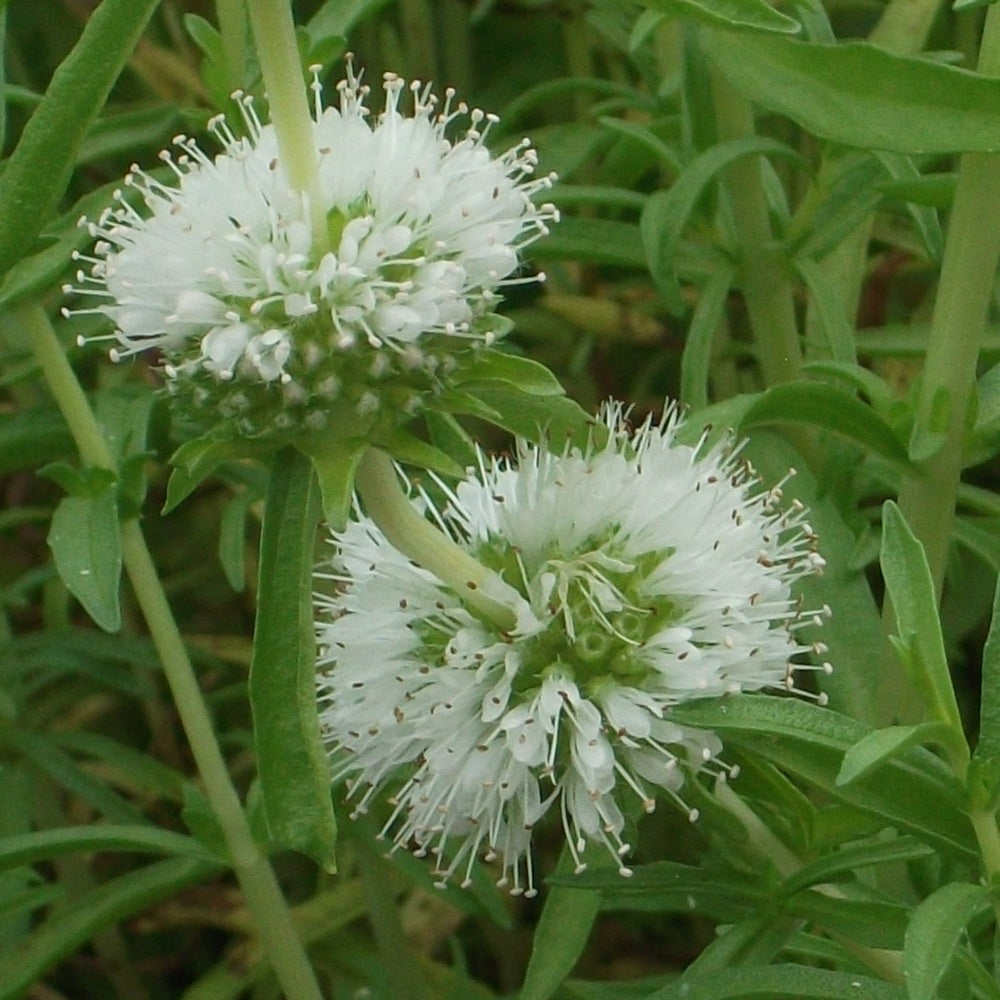 Mentha Cervina Alba (Preslia Cervina Alba)