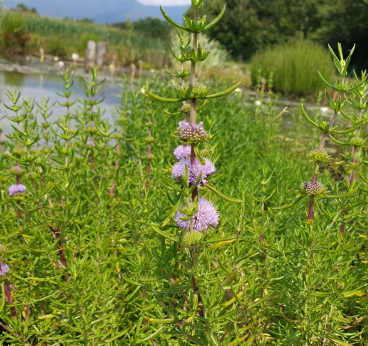 Mentha Cervina (Preslia Cervina)