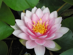 Nymphaea "Hollandia"