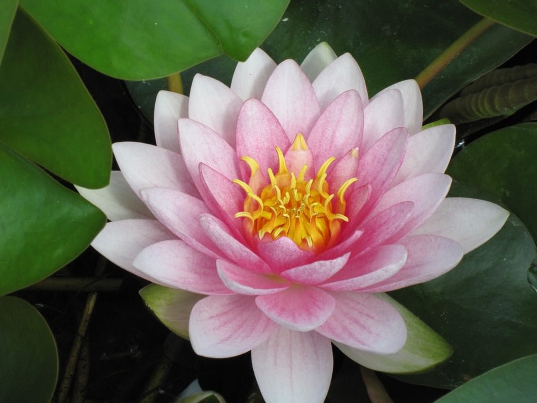 Nymphaea 
