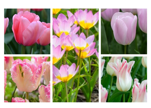 Tulipani mix rosa in bulbi