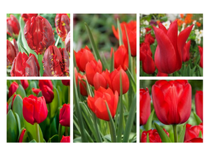 Tulipani mix rosso in bulbi