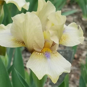 Iris Barbata Intermedia "Moss Bay"