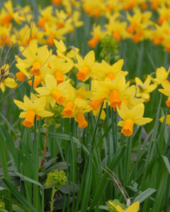 Narcissus  "Jetfire"