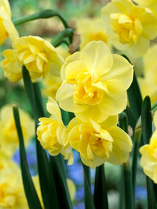 Narcissus "Yellow Cheerfulness" in bulbi