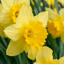 Carica l'immagine nel visualizzatore di Gallery, Narcissus "Carlton"
