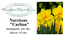 Carica l'immagine nel visualizzatore di Gallery, Narcissus "Carlton"
