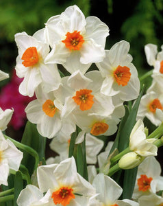 Narcissus "Geranium" in bulbi