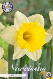 Narcissus "Goblet" in bulbi