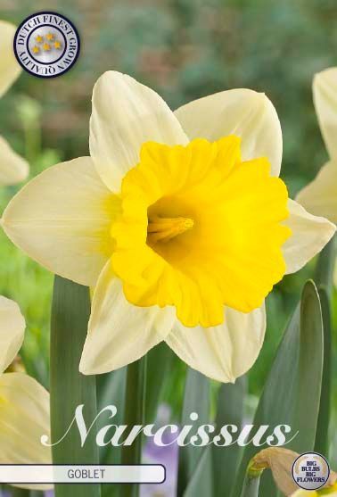 Narcissus 