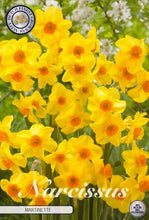 Carica l&#39;immagine nel visualizzatore di Gallery, Narcissus &quot;Martinette&quot; in bulbi
