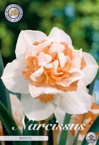 Narcissus "Replete" in bulbi