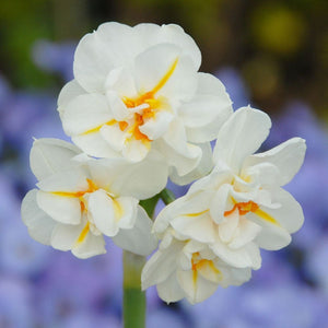 Narcissus "Sir Winston Churchill" in bulbi