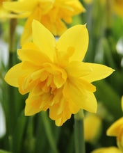 Carica l&#39;immagine nel visualizzatore di Gallery, Narcissus &quot;Tete Bouclé&quot; in bulbi
