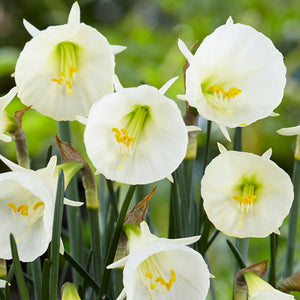 Narcissus "White Petticoat"
