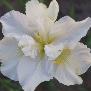Iris Sibirica "Not Quite White"