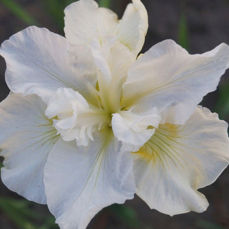 Iris Sibirica 
