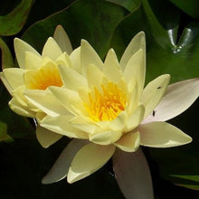 Carica l&#39;immagine nel visualizzatore di Gallery, Nymphaea Marliacea colore casuale
