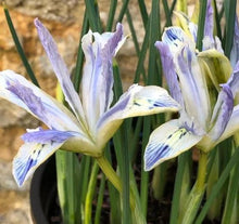 Carica l'immagine nel visualizzatore di Gallery, Iris Reticulata "Painted Lady"
