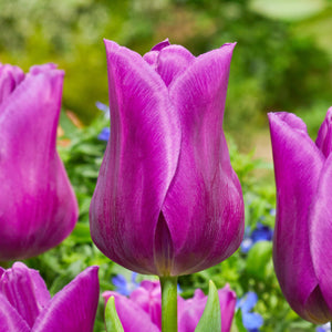 Tulipa "Passionale"