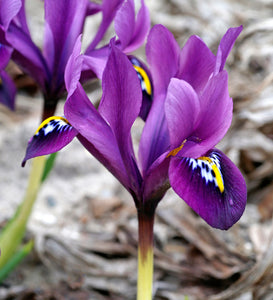 Iris Reticulata "Pauline"
