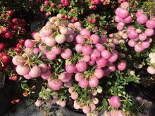 Carica l&#39;immagine nel visualizzatore di Gallery, Gaultheria Mucronata (vari colori)
