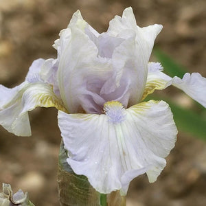 Iris Barbata Intermedia "Petit Nuage"