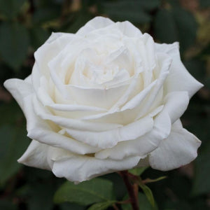 Rosa "Pierre Arditi"