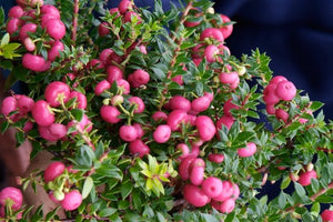 Gaultheria Mucronata