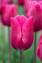 Carica l'immagine nel visualizzatore di Gallery, Tulipa "Pink Adour"
