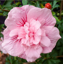 Carica l&#39;immagine nel visualizzatore di Gallery, Hibiscus Syriacus &quot;Pink Chiffon&quot;
