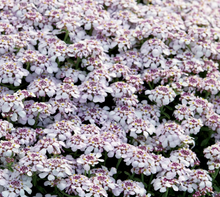 Carica l'immagine nel visualizzatore di Gallery, Iberis Sempervirens "Pink Ice"
