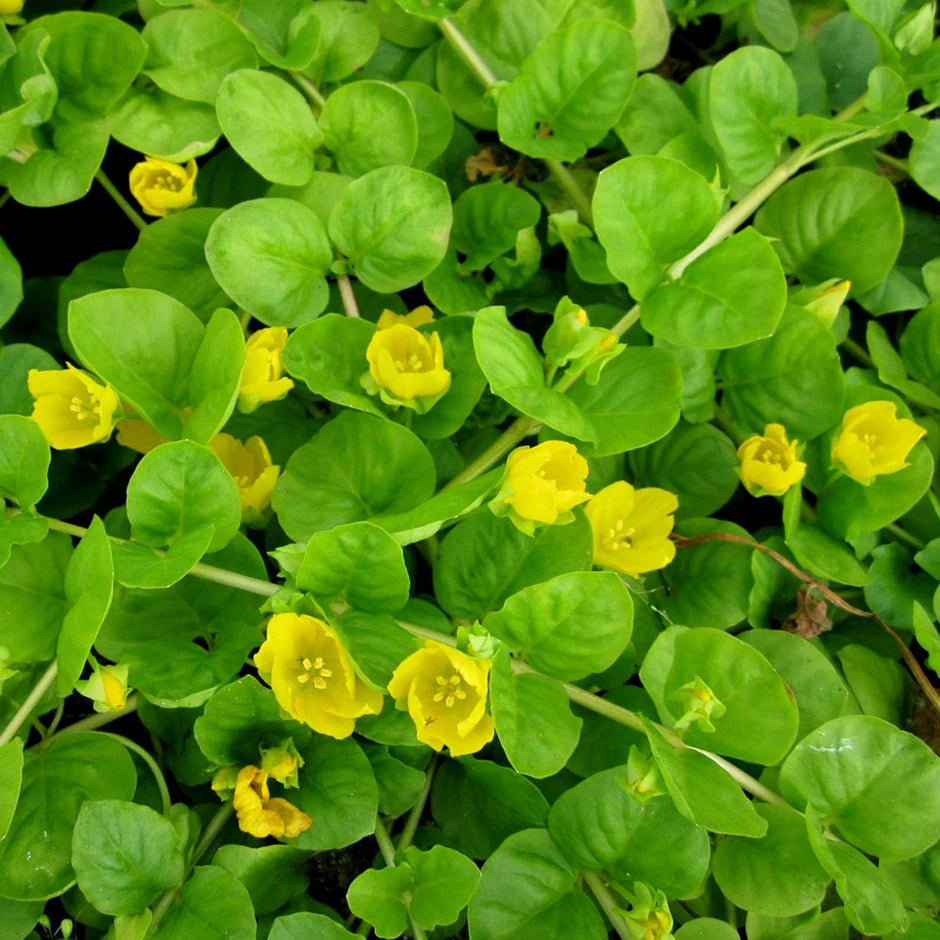 Lysimachia Nummularia