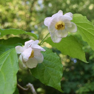 Calycanthus Sinensis (Synocalicantus)