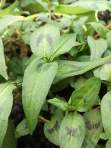 Persicaria Odorata - Coriandolo Vietnamita