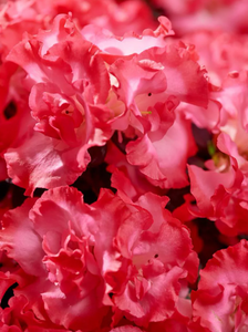 Rhododendron "Primavera"