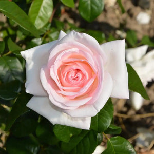 Rosa "Prince Jardinier"