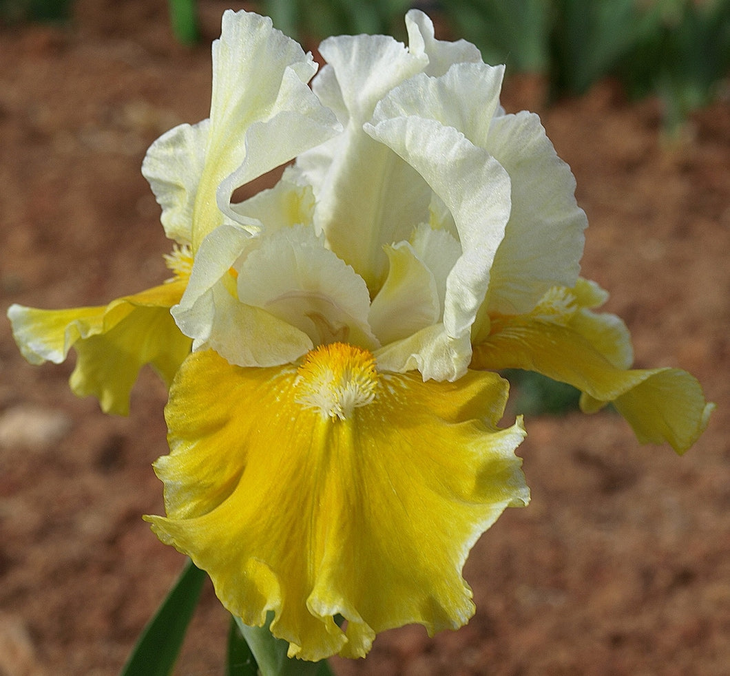 Iris Barbata Intermedia 