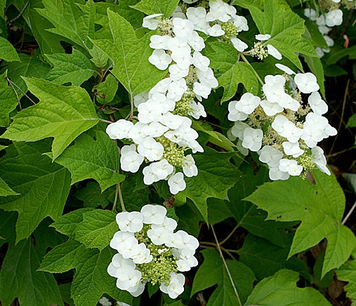 Hydrangea Quercifolia