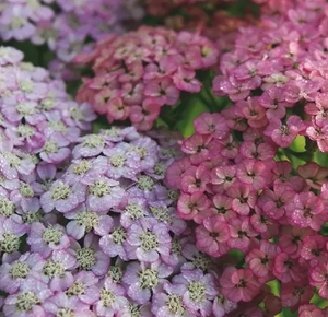 Achillea Millefolium "Rainbow Ending Blue"
