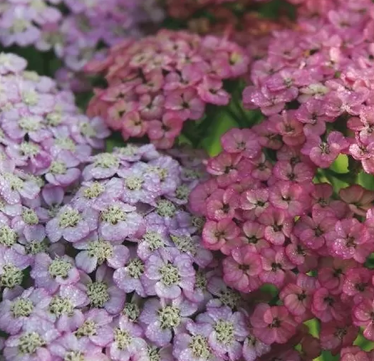 Achillea Millefolium 