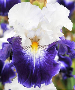 Iris Barbata Alta "Raz-de-Marée"
