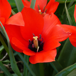 Tulipa "Red Hunter" in bulbi