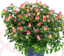 Carica l&#39;immagine nel visualizzatore di Gallery, Rhododendron &quot;Primavera&quot;
