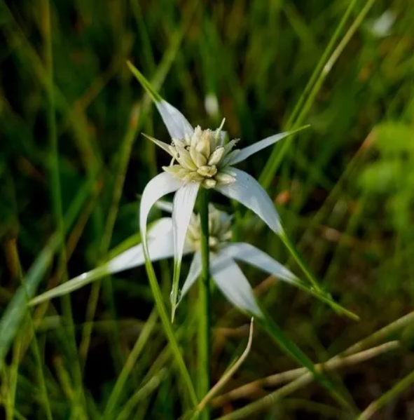 Rhynchospora Odorata