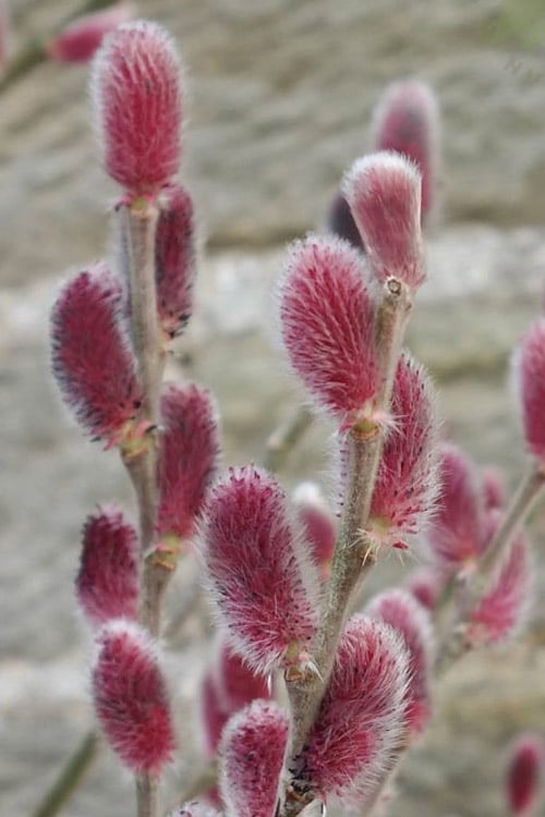 Salix 