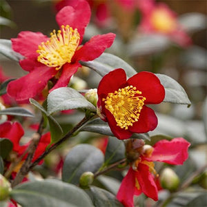 Camellia Sasanqua "Yuletide"