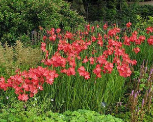 Schizostylis Coccinea