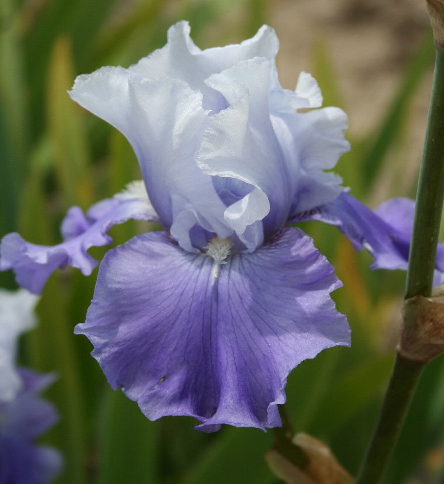 Iris Barbata Alta 